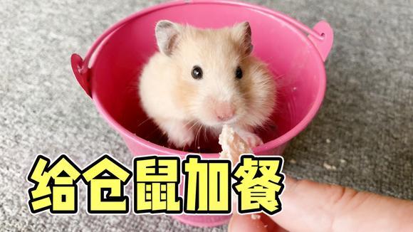仓鼠生完供卵代生宝宝吃什么